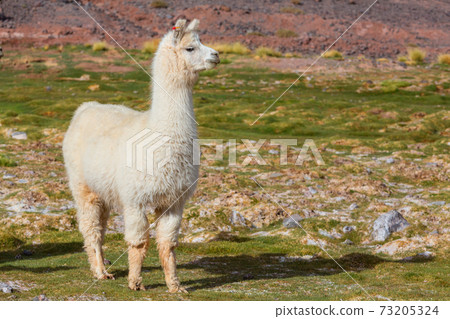 Llama 73205324