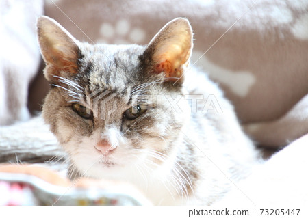 死前三天，一隻22歲的祖母貓在陽光下的貓床上安靜地放鬆 73205447