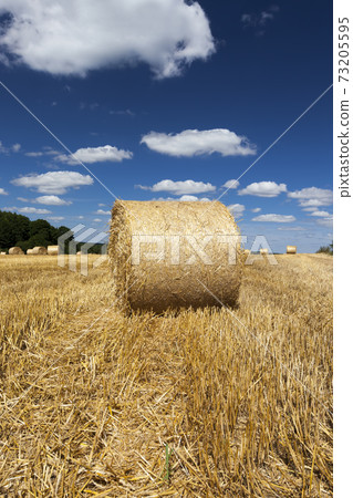 haystacks of rye straw 73205595
