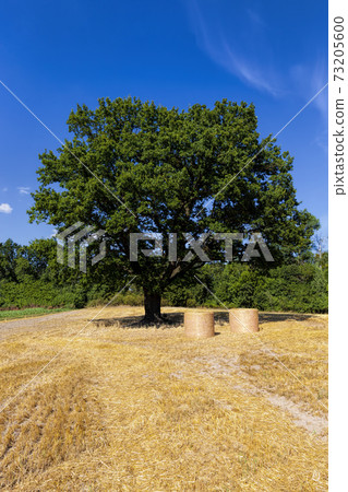 deciduous oak tree grows in an agricultural field 73205600
