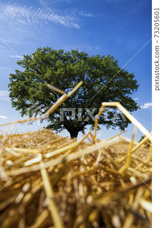 wheat straw and a green oak tree 73205601