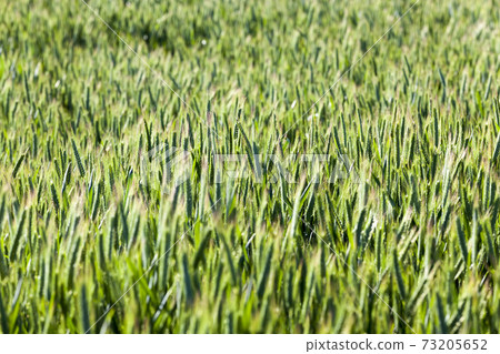 agricultural field where green wheat has grown 73205652
