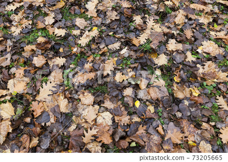 autumn nature and its influence on nature autumn nature and its influence on nature 73205665