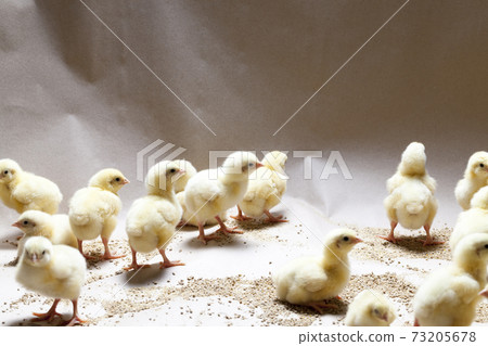 genetically modified white meat chicken genetically modified white meat chicken 73205678