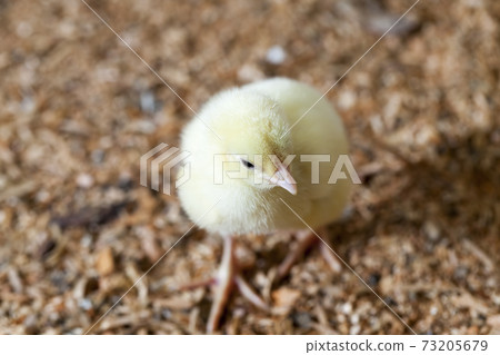 chicks of genetically improved chicken chicks of genetically improved chicken 73205679