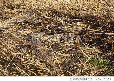 Mature yellowed cereals Mature yellowed cereals 73205835