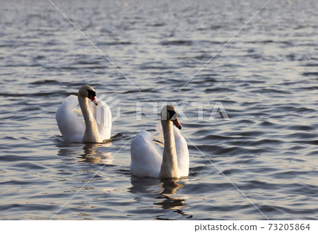 couple Swan in spring 73205864