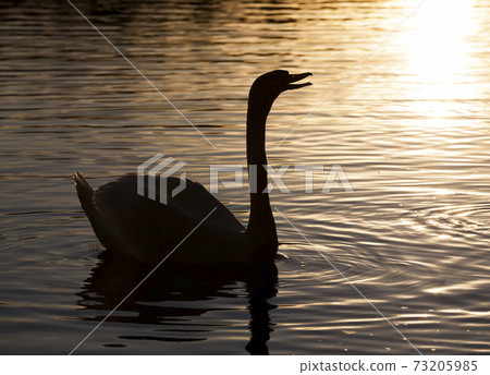 springtime on the lake with a lone Swan 73205985
