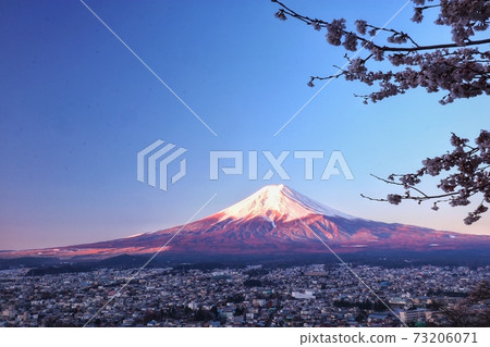 Mt. Fuji Sakura 32 73206071