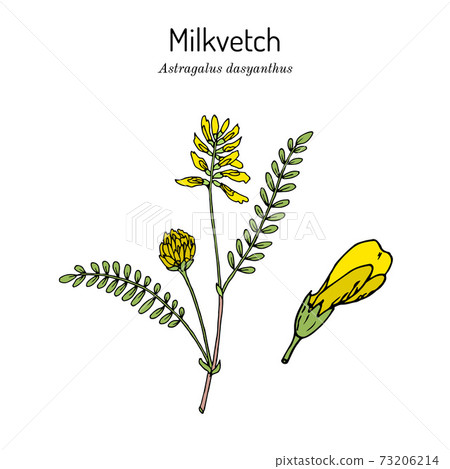 Milkvetch astragalus dasyanthus , medicinal plant 73206214