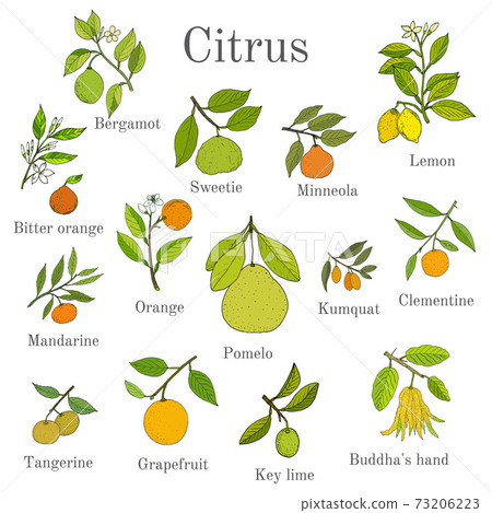 Set of different citrus branches with fruits and leaves Set of different citrus branches with fruits and leaves 73206223