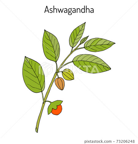 Ayurvedic Herb Withania Somnifera Known As Stock Illustration