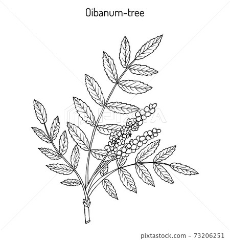 Olibanum-tree Boswellia sacra , or frankincens, aromatic tree. 73206251
