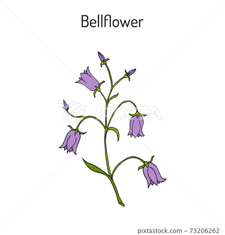 Peach-leaved bellflower Campanula persicifolia , flowering plant Peach-leaved bellflower Campanula persicifolia , flowering plant 73206262