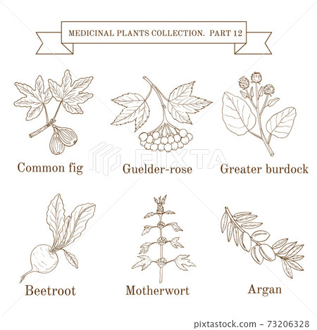 Vintage collection of hand drawn medical herbs and plants, common fig, guelder-rose, greater burdock, beetroot, motherwort, argan Vintage collection of hand drawn medical herbs and plants, common fig, guelder-rose, greater burdock, beetroot, motherwort, argan 73206328