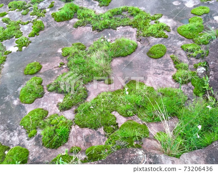 Green grass and  lichen moss on ground in the wood, Background texture 73206436