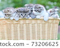 A kitten 73206625
