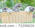 A kitten 73206626