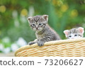 A kitten 73206627