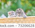 A good friend kitty cat 73206628