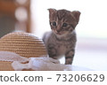Cat and hat 73206629