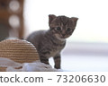 Cat and hat 73206630