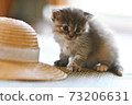 Cat and hat 73206631