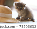 Cat and hat 73206632