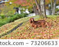  Miniature Dachshund 73206633