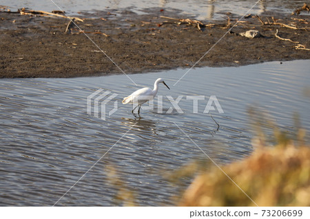 Egret looking for food in Motoara River, Saitama Prefecture in winter 73206699