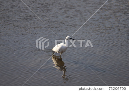 Egret looking for food in Motoara River, Saitama Prefecture in winter 73206700