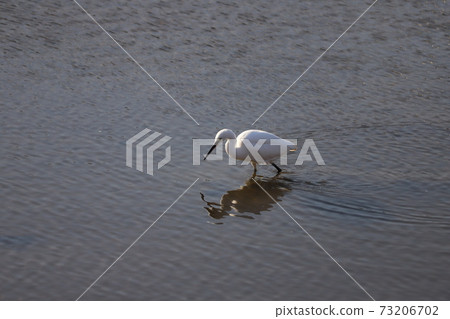 Egret looking for food in Motoara River, Saitama Prefecture in winter 73206702