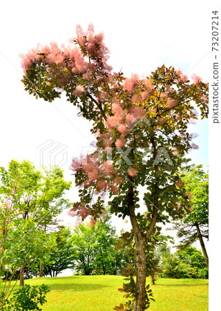 美麗的煙樹與花的耳朵 73207214