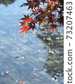Autumn leaves 73207463