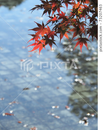 Autumn leaves 73207463