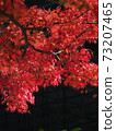 Autumn leaves 73207465