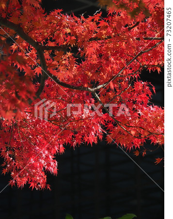 秋天的樹葉 73207465