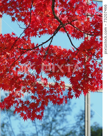 Autumn leaves 73207466