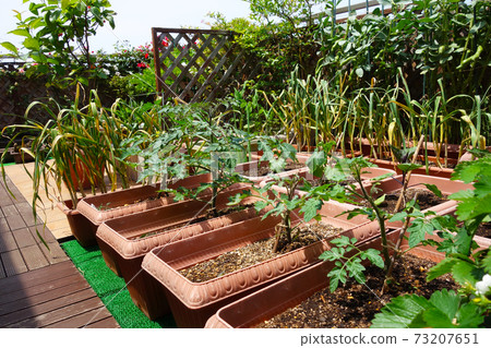 Self-sufficient vegetables on the roof balcony 73207651