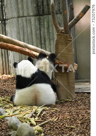 Falling panda 73207976