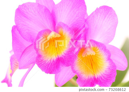 Mini cattleya pink flower western orchid bright background 73208612
