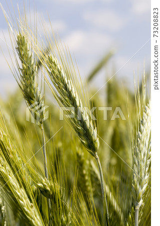 agricultural field where green wheat grows 73208823