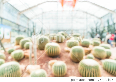 abstract blur cactus in houseplant abstract blur cactus in houseplant 73209107