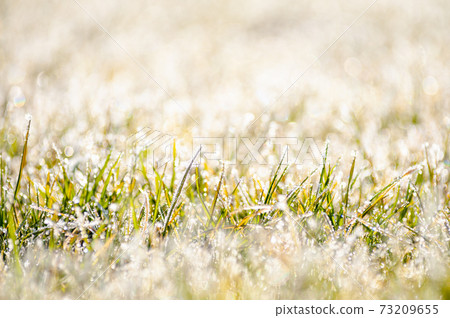 Frosted grass 73209655