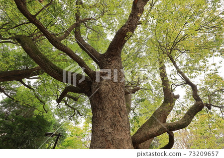 Moe yellow season Moe yellow season 73209657