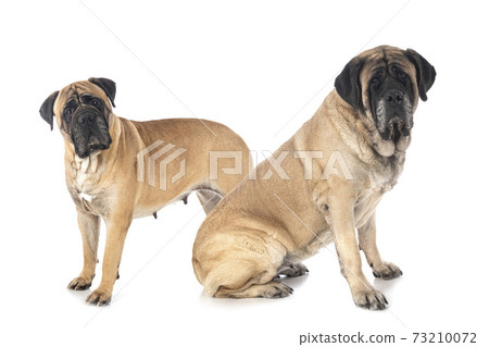 bull mastiff and mastiff in studio bull mastiff and mastiff in studio 73210072