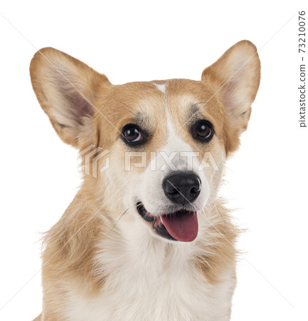 young Pembroke Welsh Corgi young Pembroke Welsh Corgi 73210076