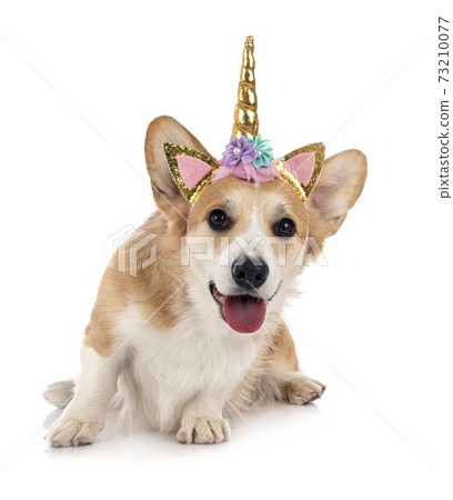 young Pembroke Welsh Corgi 73210077