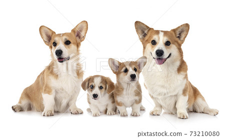 young Pembroke Welsh Corgie 73210080