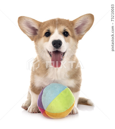 young Pembroke Welsh Corgi young Pembroke Welsh Corgi 73210083